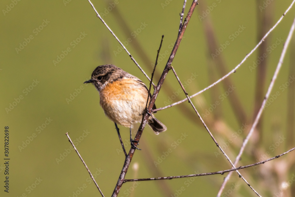 European stonechat (Saxicola torquatus)