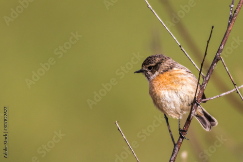 Obraz na płótnie European stonechat (Saxicola torquatus) w salonie
