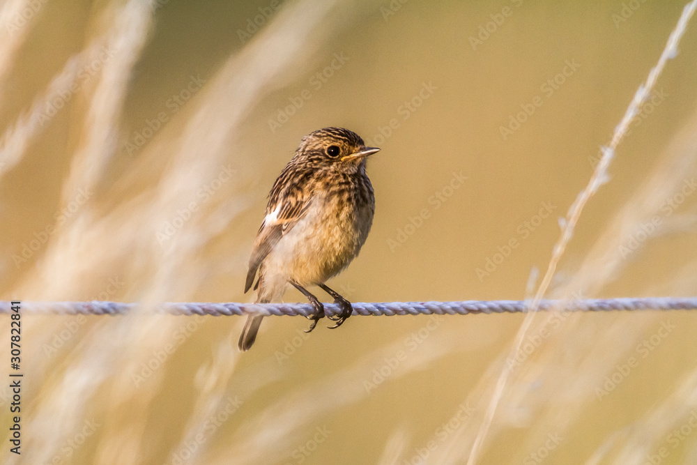 European stonechat (Saxicola torquatus)
