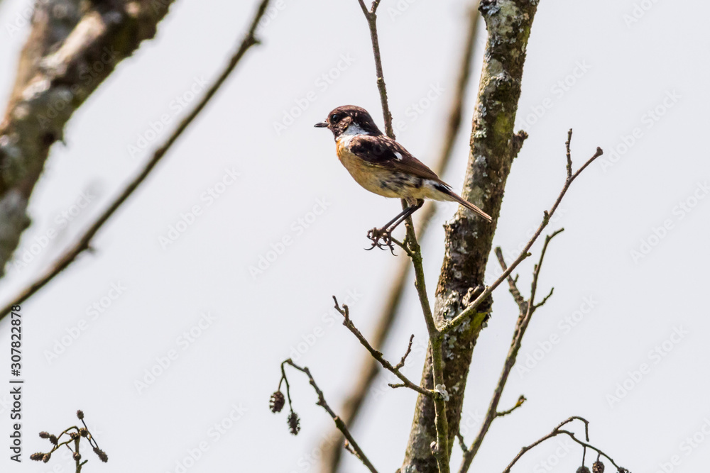 European stonechat (Saxicola torquatus)