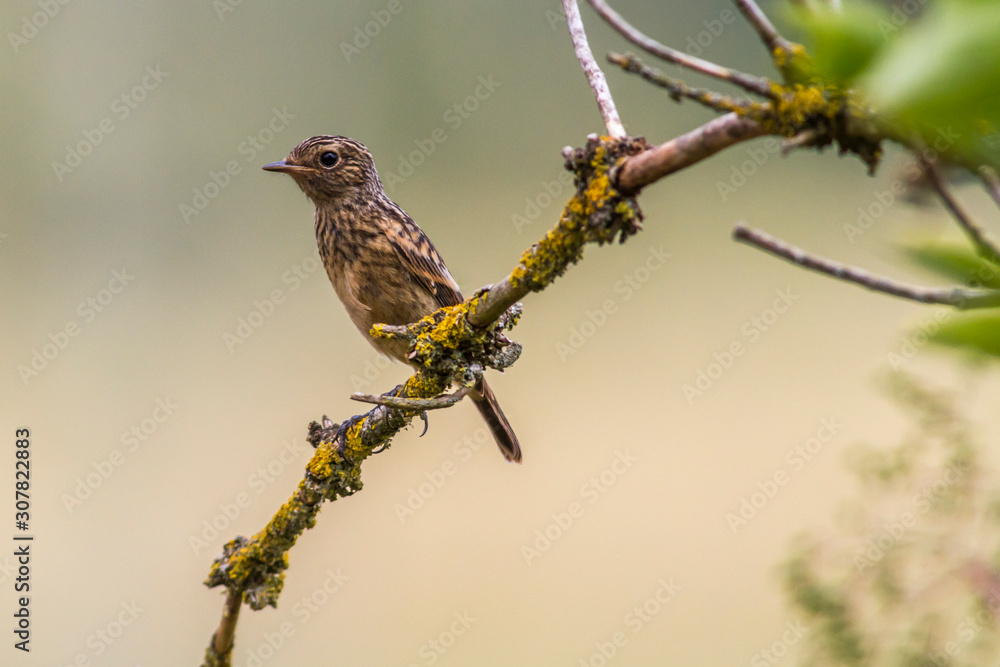 European stonechat (Saxicola torquatus)