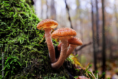 Mushrooms on a tree trunk