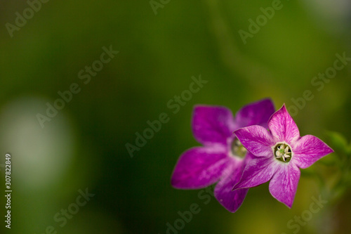 Macro fragrant tobacco flower. Violet fragrant tobacco flower close-up on a green background with copy space.