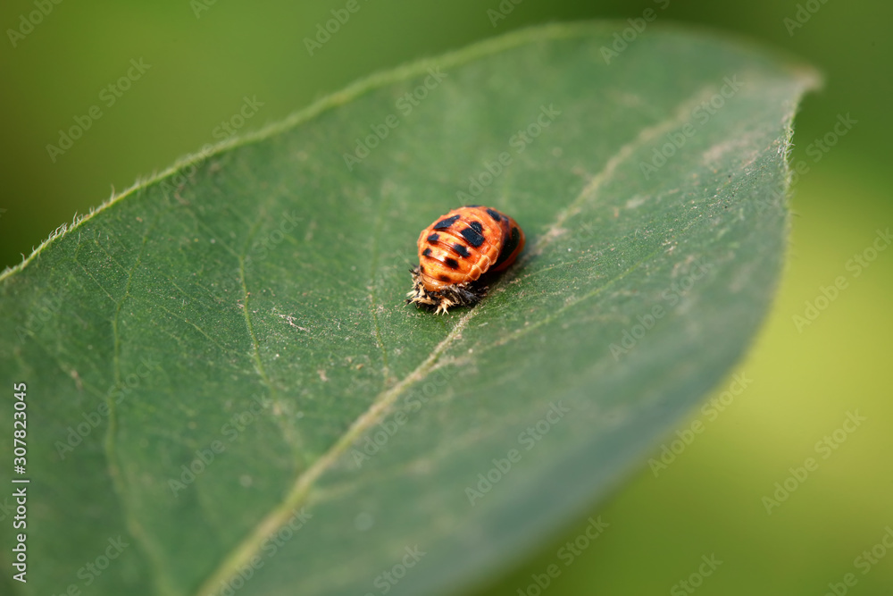 pupa of a ladybird pupa of a ladybird