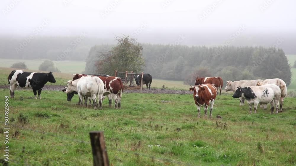 herd of cows grazes in a mountain pasture, fog covers the valley herd of cows grazes in a mountain pasture, fog covers the valley