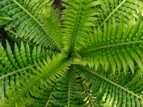Beautiful ferns leaves green foliage nature in forest.