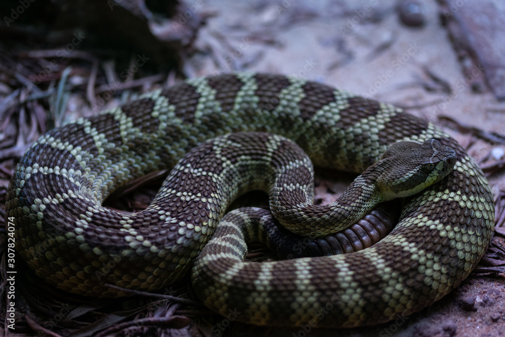 Obraz premium Epicrates angulife, Chilabothrus angulifer. This boa is endemic to Cuba. 