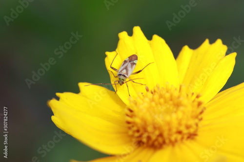 Miridae insect