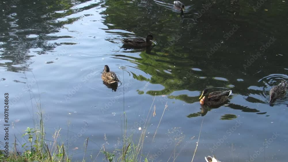 Gray and brown adult ducks are swimming in the pond in park Gray and brown adult ducks are swimming in the pond in park