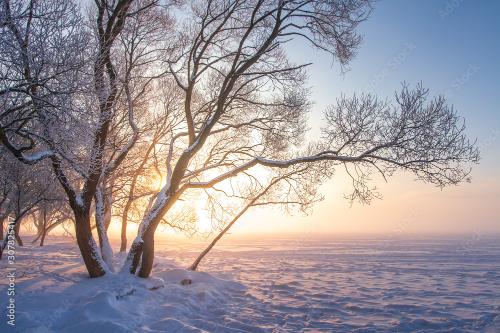 Beautiful winter nature landscape in warm sunlight in sunrise. Amazing snowy trees on icy lakeside