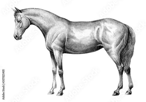 Beautiful horse. Pencil portrait of a horse. Equine drawing.