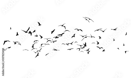 Flock of birds on a white background © ILYA AKINSHIN