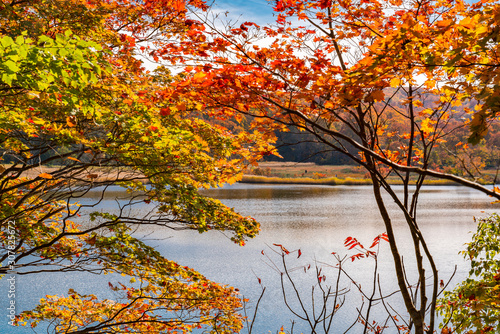 Colorful autumn foliage at Onuma Pond in Towada Hachimantai National Park, Akita Prefecture, Japan photo