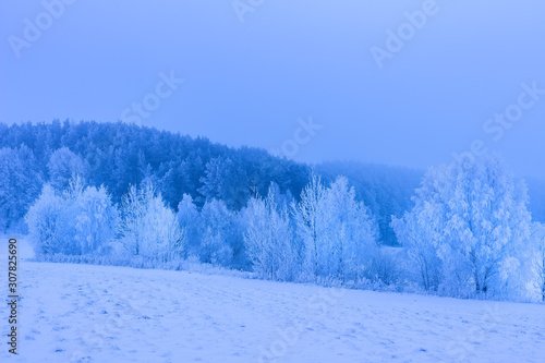 Winter landscape. Winter nature scene. White trees covered snow and hoarfrost on snowy meadow