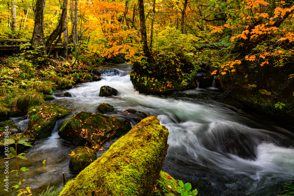 View of Oirase River flow along the Oirase Walking Trail passing the colorful forest of autumn season at Oirase Gorge in Towada Hachimantai National Park, Aomori Prefecture, Japan.