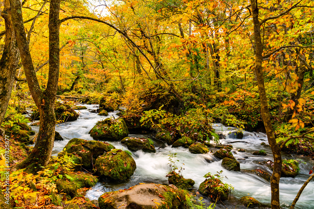 View of Oirase Mountain Stream flow rapidly through the colorful foliage of autumn forest at Oirase Gorge in Towada Hachimantai National Park, Aomori Prefecture, Japan View of Oirase Mountain Stream flow rapidly through the colorful foliage of autumn forest at Oirase Gorge in Towada Hachimantai National Park, Aomori Prefecture, Japan