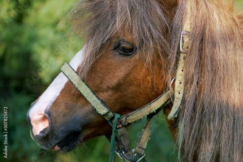 Portrait of an young beautiful pony colt on the green forest trees background in summer