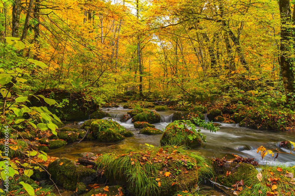 Flow of Oirase River in autumn season with the colorful falling leaves on the green mossy rocks at Oirase Valley in Towada Hachimantai National Park, Aomori Prefecture, Japan