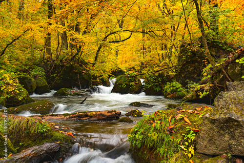 Natural view of autumn color destination at Oirase Gorge with the Oirase River flow passing green mossy rocks in the colorful foliage of autumn in Towada Hachimantai National Park, Aomori Prefecture, 
