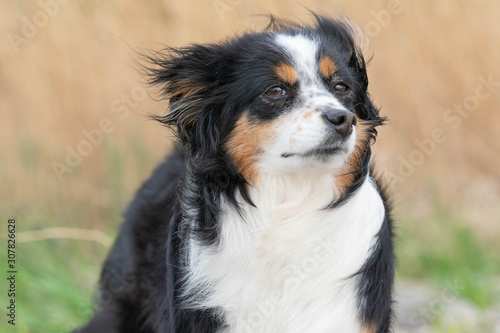 Dog a Mini Australian Shepherd smelling the wind, dishevelled fur