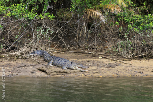 Big male saltwater crocodile