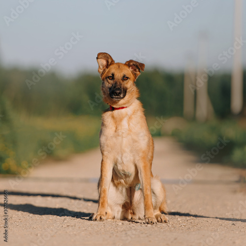 red mixed breed dog in a collar sitting outdoors