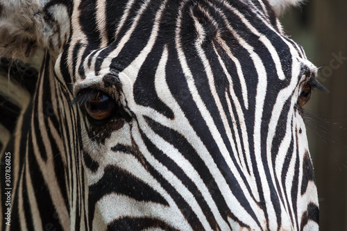 Close up of an eye of a Zebra