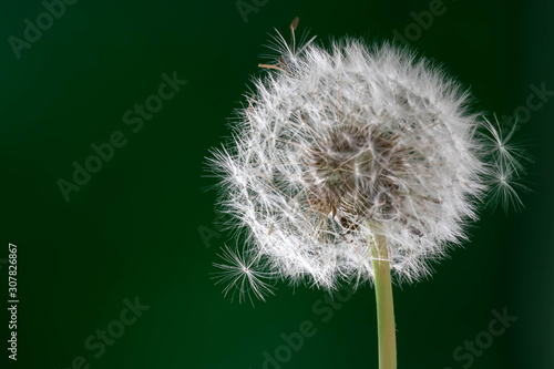 Fotografija isolated fluffy dandelion pappus with dark background