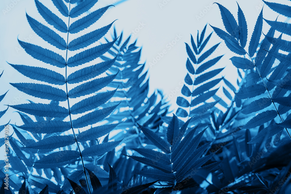 Fototapeta Blue leaves texture