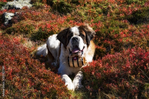 Berhardiner im Herbst