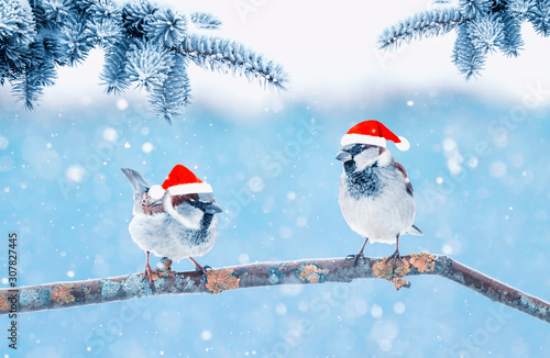 festive natural background with two little funny birds in elegant red Santa hats in the Christmas garden under the branches of a fir tree