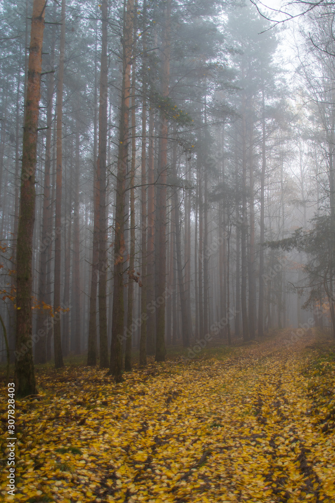 Fototapeta premium Nebel im Wald