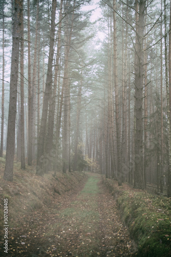 Nebel im Wald © Norman
