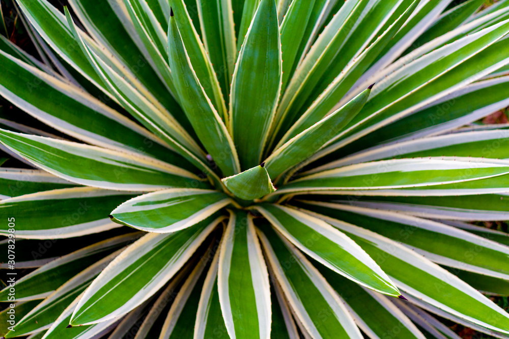 Fototapeta premium Aloe plant 