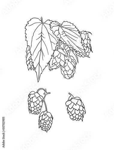 Vector Hop Plant Sketches Isolated on White Background, Outline Drawing, Beer Illustration.