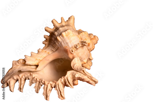 Seashell isolated on white background. Close up. Selective focus. Space for lettering or design.