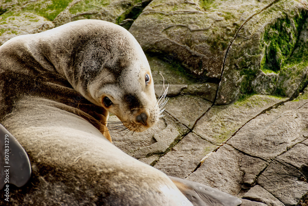 Obraz premium Sea lions on a rock in Ushuaia Argentina