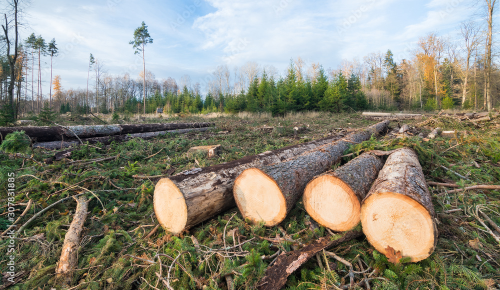 Spruce Logs