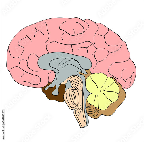 Human brain anatomy diagram. Isolated icon vector illustration design