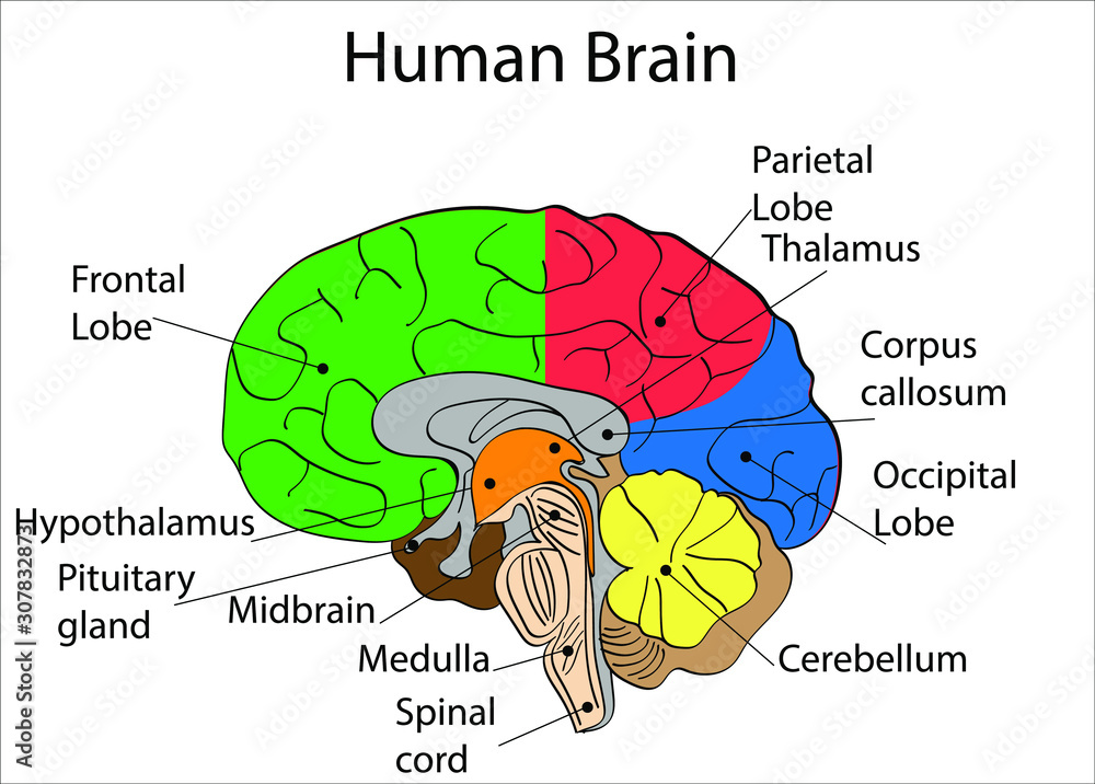 Human brain anatomy diagram. Isolated icon vector illustration design