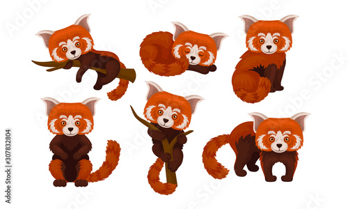 Chinese Red Panda Isolated on White Background Vector Set