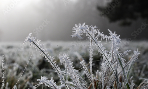 Grass covered in frost on cold winter morning. Water beads clinging on to spider web threads. © Dana Kenedy