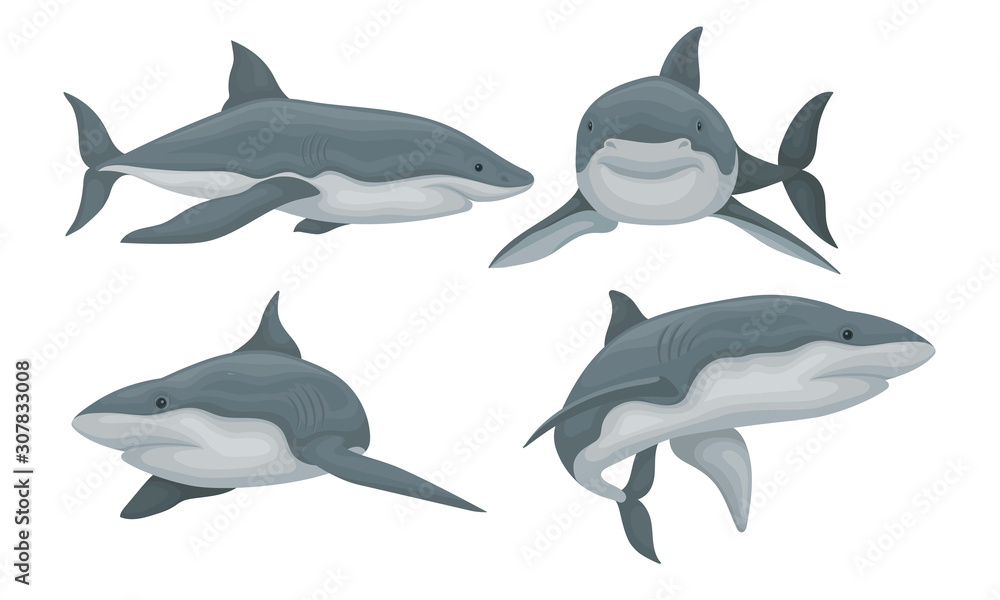 Fototapeta premium Toothy Huge Shark Vector Set. Sea Underwater Dangerous Mammal Collection