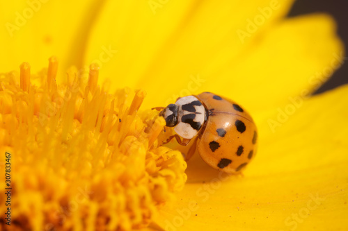 Ladybird beetle