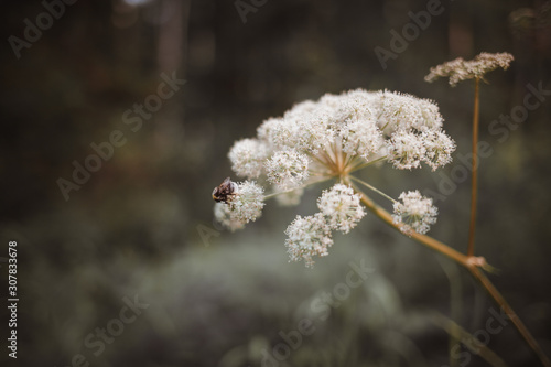 Striped bumblebee sits on a flower. Forest background in pastel colors, shallow depth of field