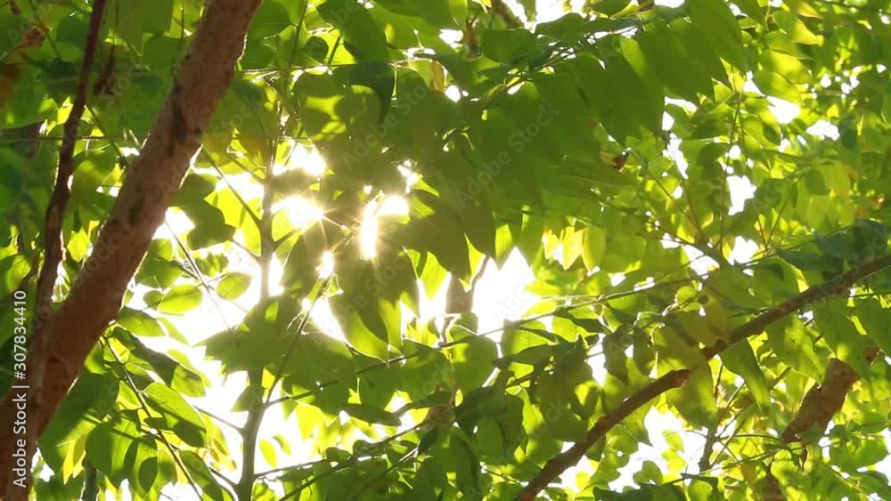 Leaves of tree with sunlight , Chiangmai Thailand Leaves of tree with sunlight , Chiangmai Thailand