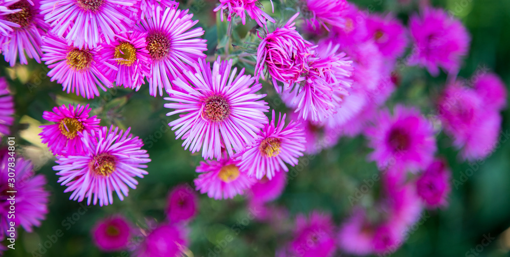 Purple pink flowers banner or panorama background picture. Beautiful gently flowers in the own garden. Purple pink flowers banner or panorama background picture. Beautiful gently flowers in the own garden.