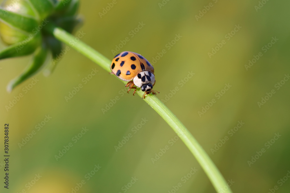 Ladybird beetle Ladybird beetle