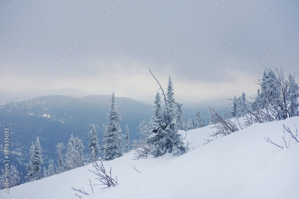 Fototapeta premium Winter landscape in Sheregesh. Frozen snow on trees. Frozen trees on a background of blue cloudy sky. A lot of snow fell in the winter cold in the mountains. Sunrise in the mountains