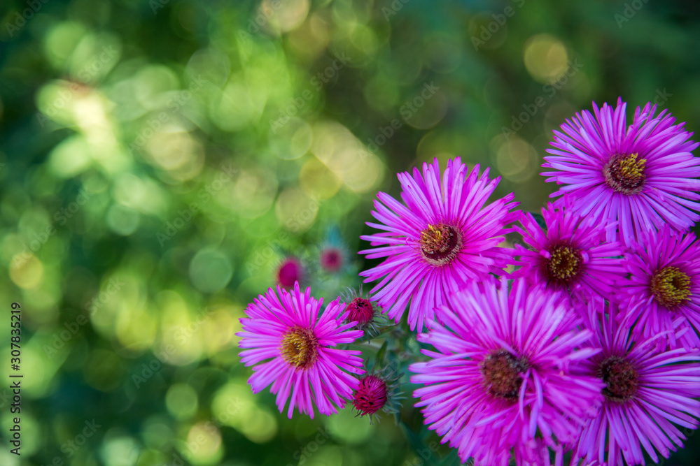Fototapeta premium Purple pink flowers banner or panorama background picture. Beautiful gently flowers in the own garden.